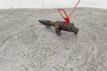 Форсунка Renault Laguna 2 (2001-2007) 8200100272, 0445110110B